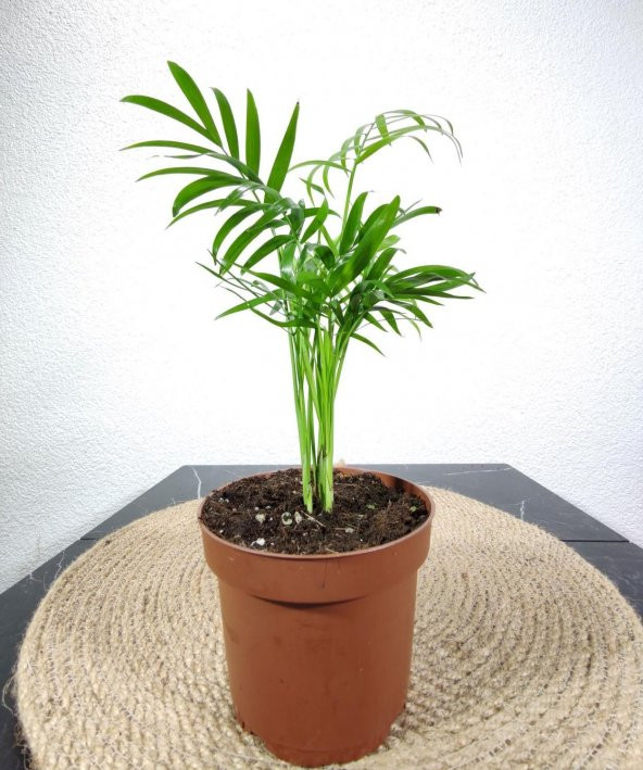 Dağ Palmiyesi- Chamaedorea Elegans 20-30 cm - 3