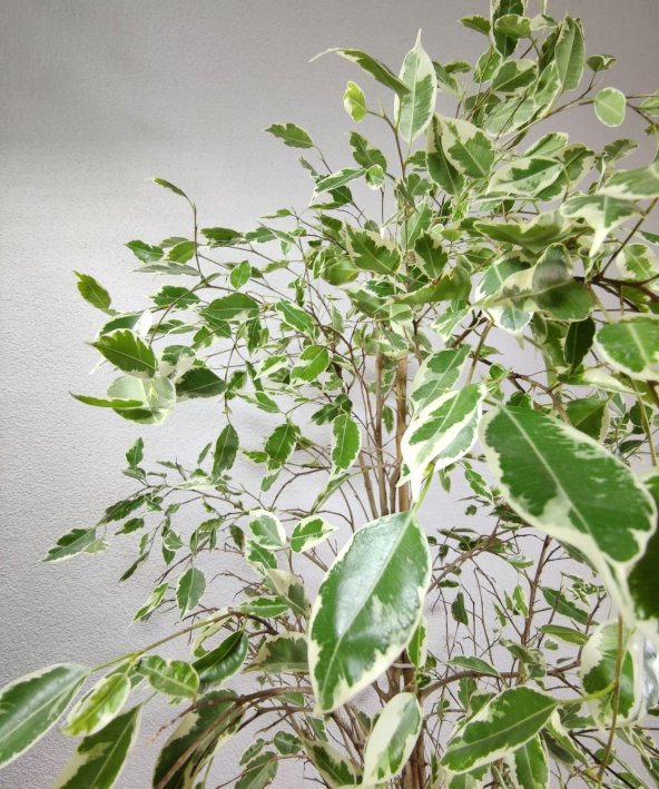 Ficus Benjamina Starlight 80-100 cm