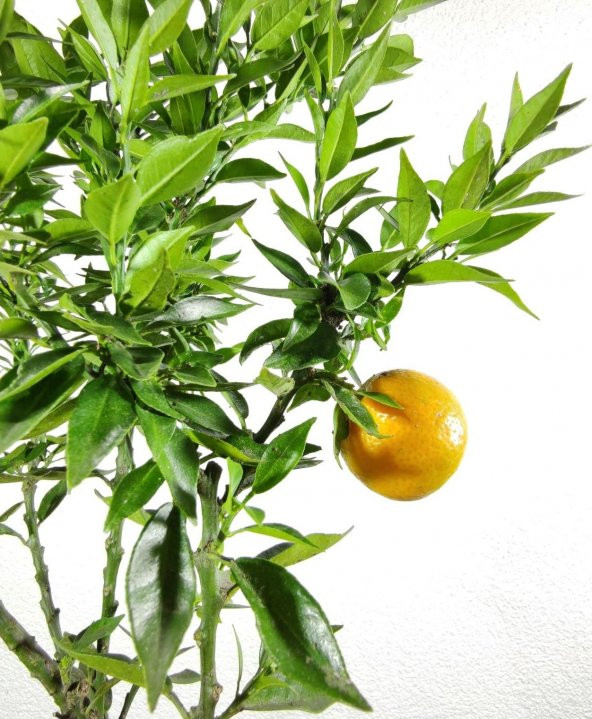 Citrus Melonties Cin Mandalinası Ağacı 70-90 cm - 2