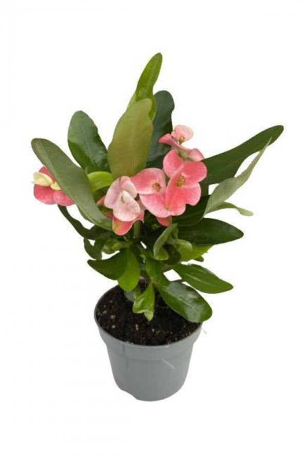 Tiny pink and red Euphorbia milii-Dikenler Tacı Çiçeği - 2