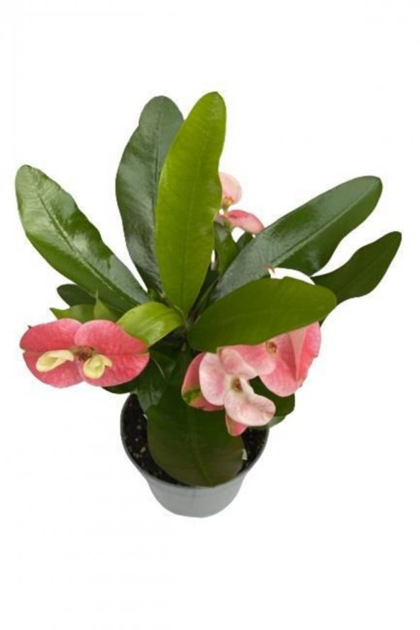 Tiny pink and red Euphorbia milii-Dikenler Tacı Çiçeği - 3