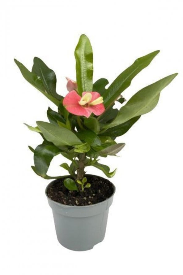 Tiny pink and red Euphorbia milii-Dikenler Tacı Çiçeği - 4