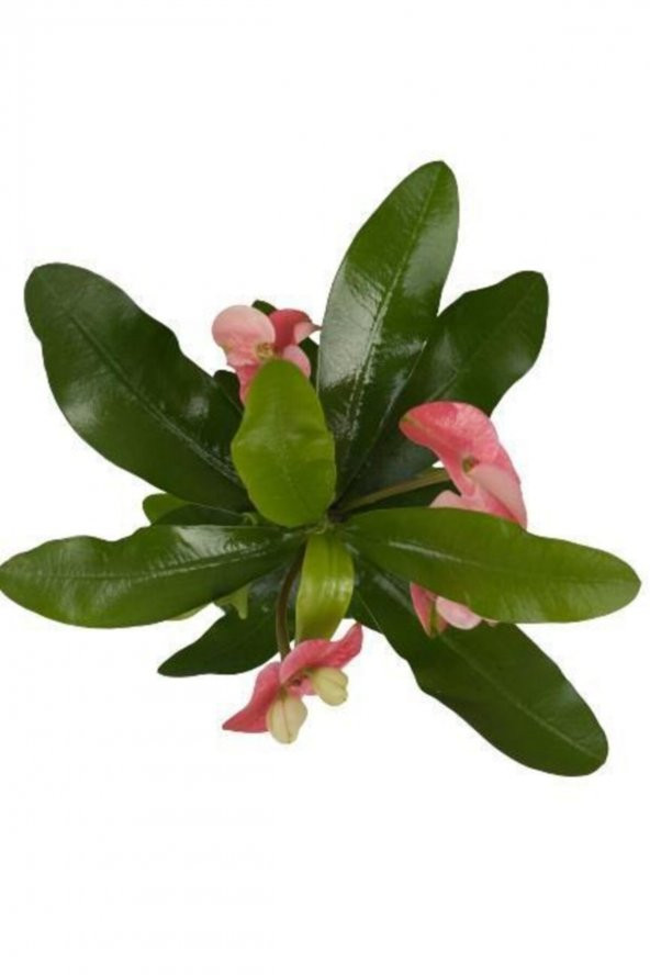 Tiny pink and red Euphorbia milii-Dikenler Tacı Çiçeği - 5