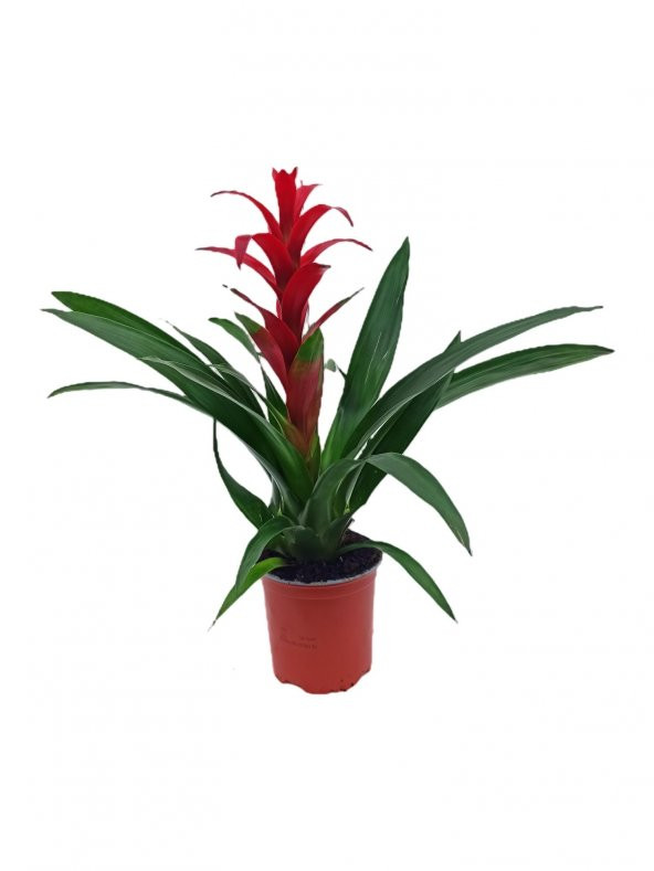 Guzmania Guzmanya Yıldız Çiçeği 40-50 cm