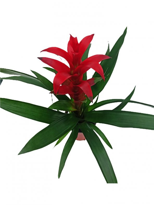 Guzmania Guzmanya Yıldız Çiçeği 40-50 cm - 2