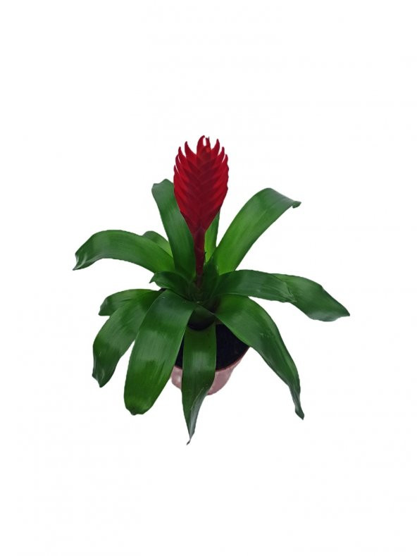 Vresia Kırmızı Alev Kılıcı Çiçeği 20-30 cm - 3
