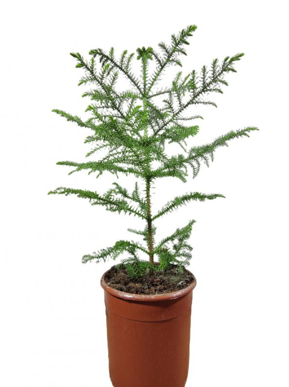 Salon Çamı Arokarya Araucaria 40-60 Cm Ev Bitkisi Ofis Bitkisi - 1