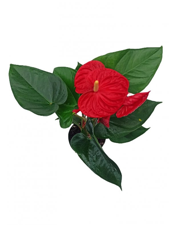 Antoryum  Flamingo Çiçeği 30-40 cm - 2