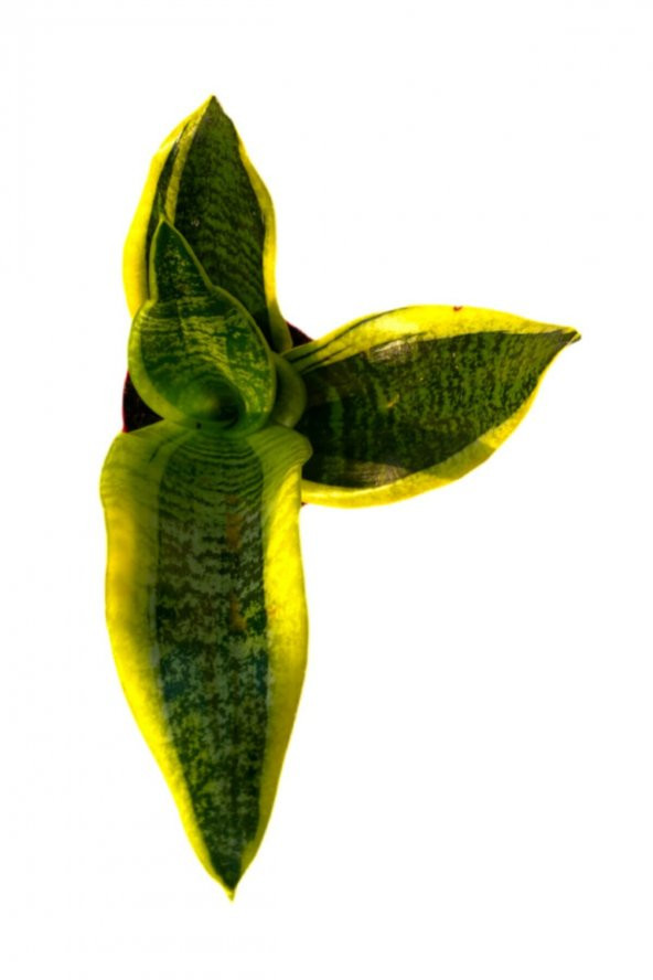 Kılıç Çiçeği Sanseveria 30-40 cm - 2