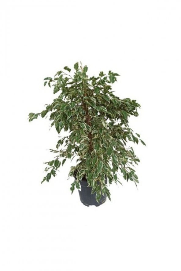 Ficus Benjamina Starlight 80-100 cm