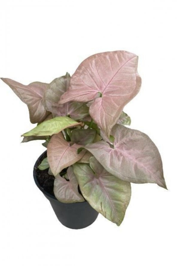 Syngonium Red Ok Başı Sarmaşığı 13 cm Plastik Saksıda