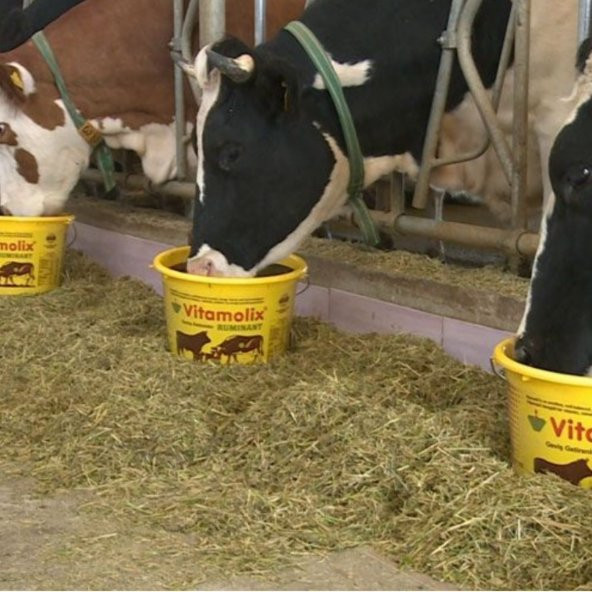 Royal Vitamolix Yalama Kovası 25KG - 2