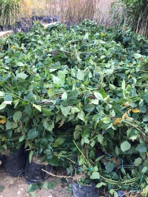 7-8 M DİKENSİZ JUMBO BÖĞÜRTLEN FİDANI ürün görseli 1