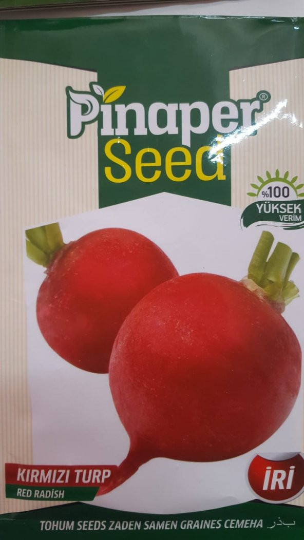 Pinaper Seed KIRMIZI TURP Tohumu 1 Paket 100 Yüksek Verimlidir.