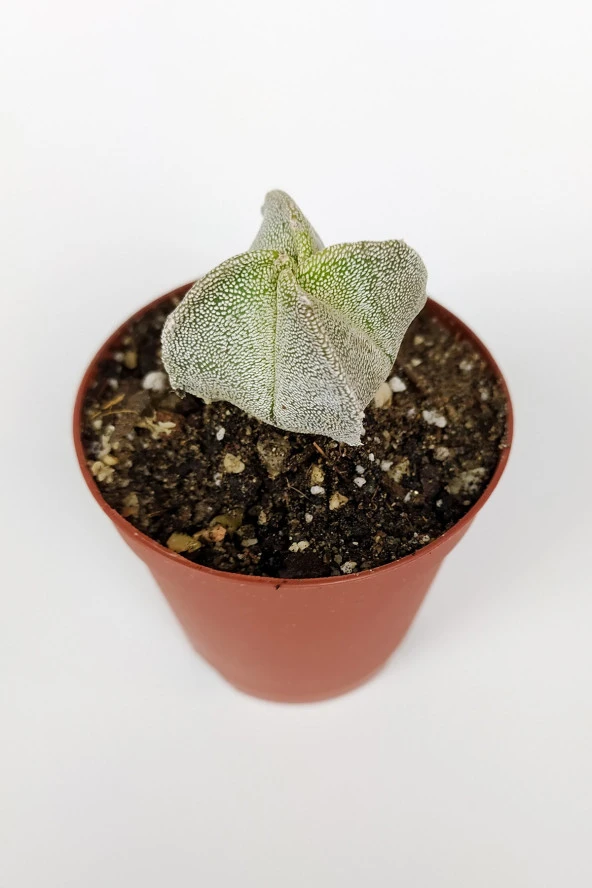 4 lü Astrophytum Özel Tür Kaktüs Seti 5.5 cm Saksıda - 3