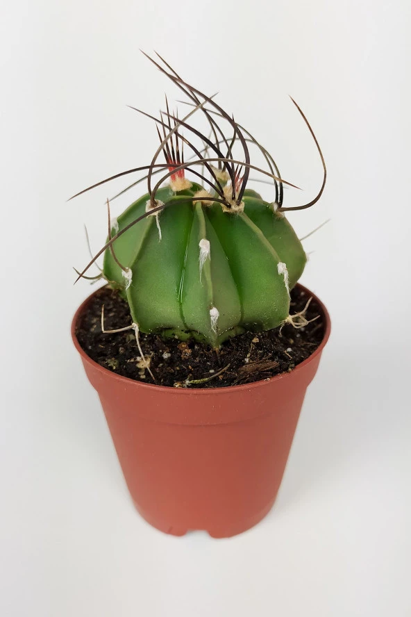 4 lü Astrophytum Özel Tür Kaktüs Seti 5.5 cm Saksıda - 4