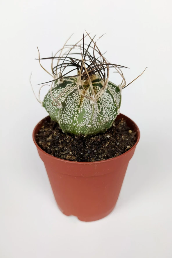 4 lü Astrophytum Özel Tür Kaktüs Seti 5.5 cm Saksıda - 5