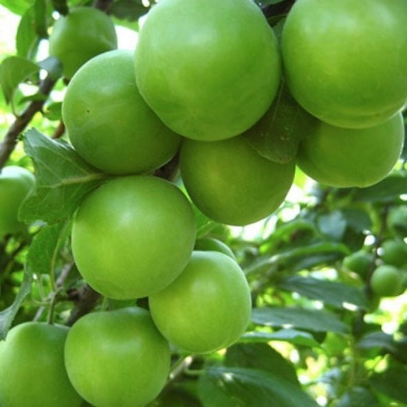 Dalından Turfanda Can Eriği Yeşil Erik (100 gram)