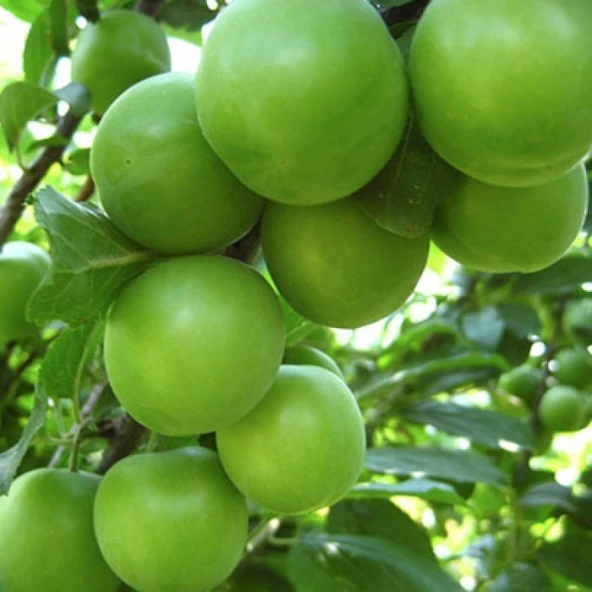 Dalından Turfanda Can Eriği Yeşil Erik (100 gram) - 2
