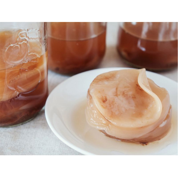 Kombucha Combucha Combuçay Reshi Reiki İçecek Mayalama Mantarı - 2