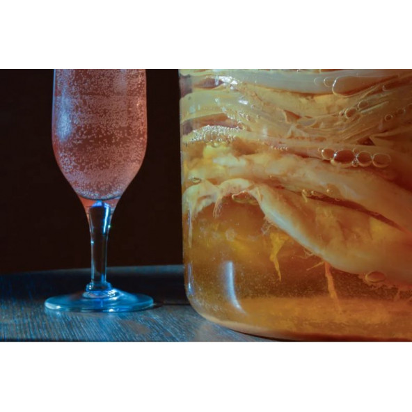 Kombucha Combucha Combuçay Reshi Reiki İçecek Mayalama Mantarı - 3