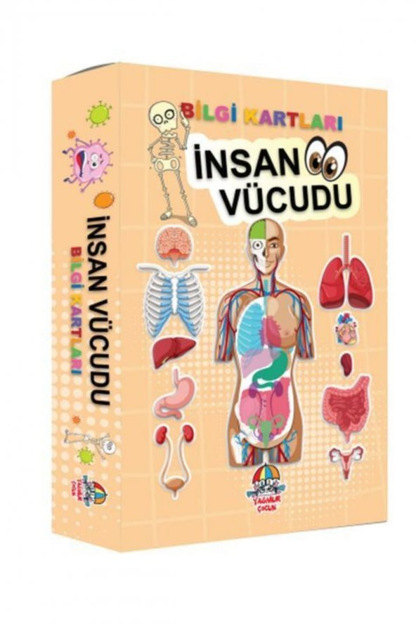 Bilgi Kartları - Insan Vücudu - 1