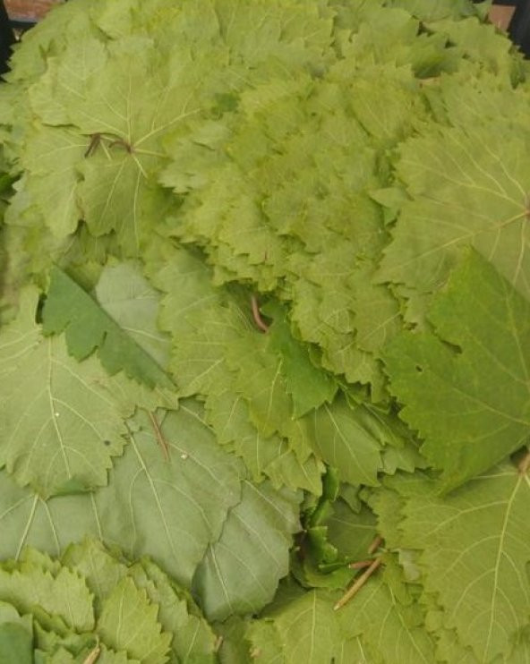 BEYPAZARI ASMA YAPRAĞI 2 KG - 2