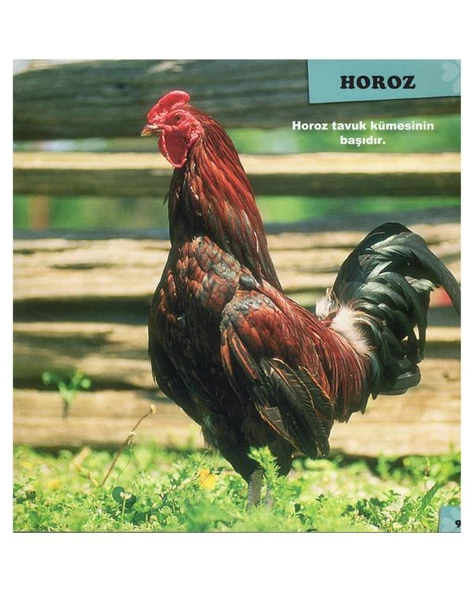 Benim Hayvan Arkadaşlarım Dizisi 4lü Kitap Seti Yumurcak Yayınları - Resim 6