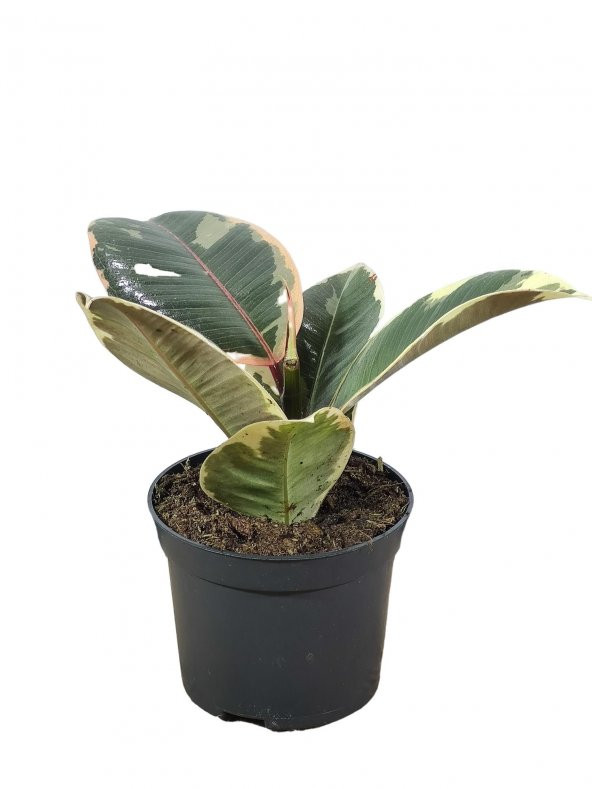 Kauçuk Alacalı Orta Boy