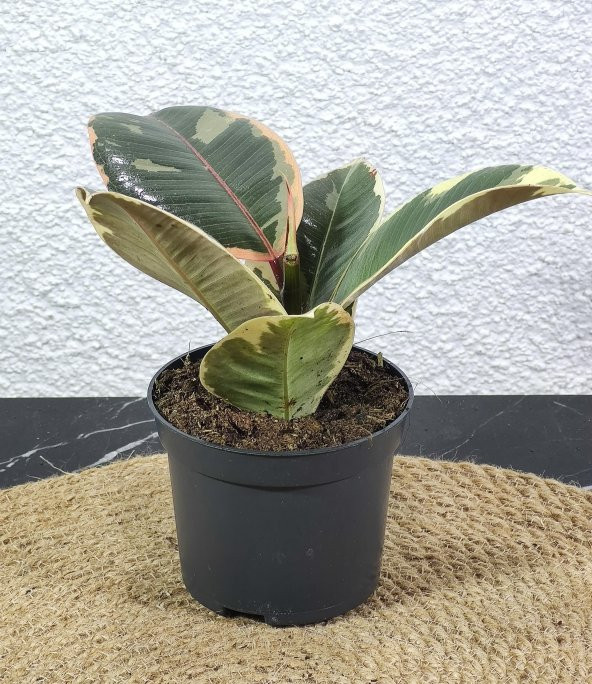 Kauçuk Alacalı Orta Boy - 2