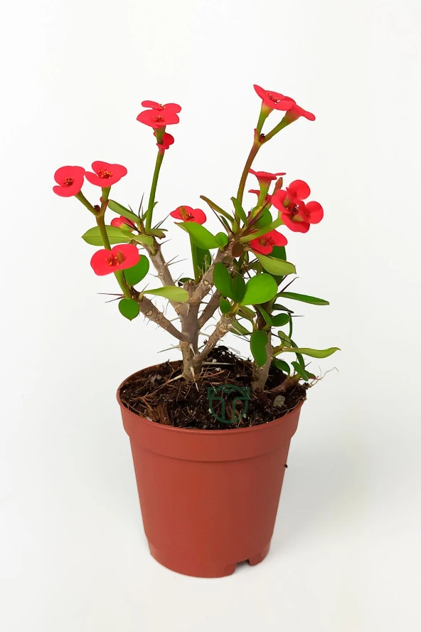 Dikenler Tacı Euphorbia Miili MİNİ Kırmızı Çiçekli Kaktüs Kral Tacı Dikenli Taç 5.5 cm Saksıda Özel