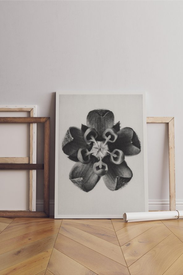 Asclepias Syriaca (Common Milkweed) enlarged 18 times from Urformen der Kunst (1928) by Karl Blossfeldt - 1