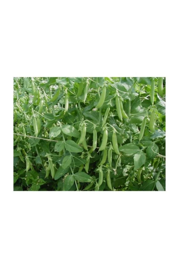 Yerli Yem Bezelyesi Tohumu (Külür) 500 gr - Resim 2