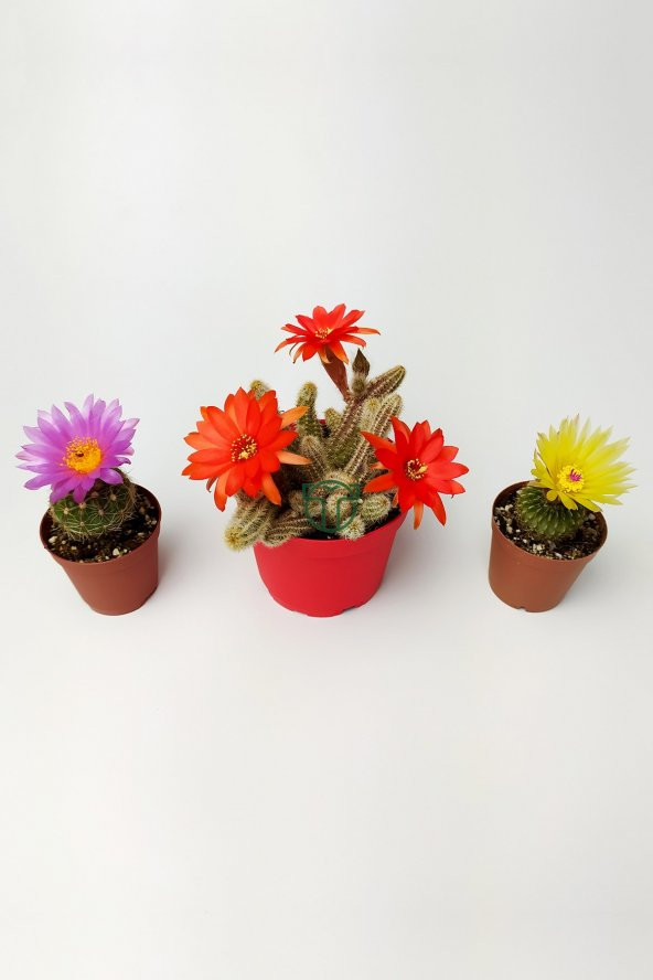 3 lü Çiçekli Kaktüs Set Natocactus Ubelmanianus, Echinopsis Chamaecereus, Parodia Buiningii - 2