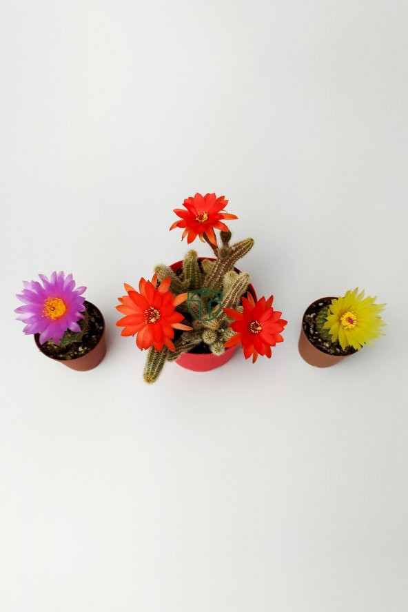 3 lü Çiçekli Kaktüs Set Natocactus Ubelmanianus, Echinopsis Chamaecereus, Parodia Buiningii - 3