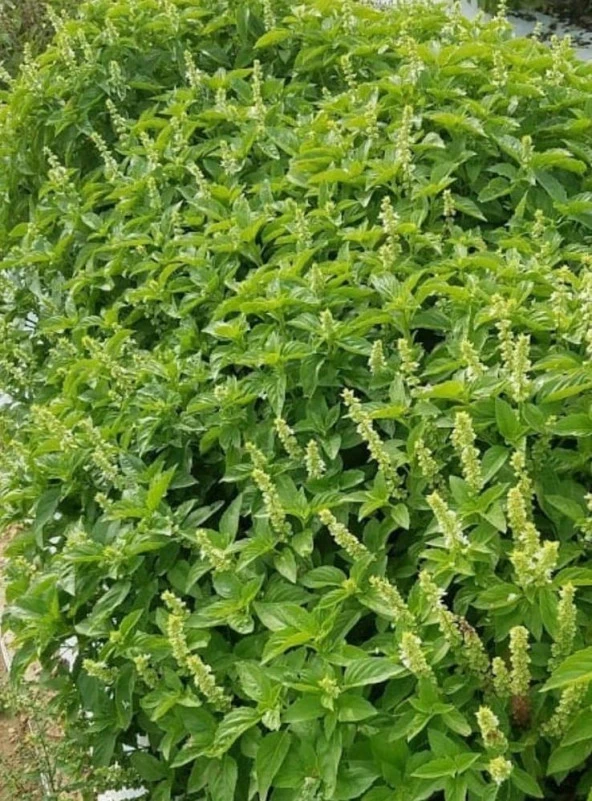 Yerli Limon Fesleğen Tohumu 5 Gr (Ort 1750 Ad. Tohum) ürün görseli 1