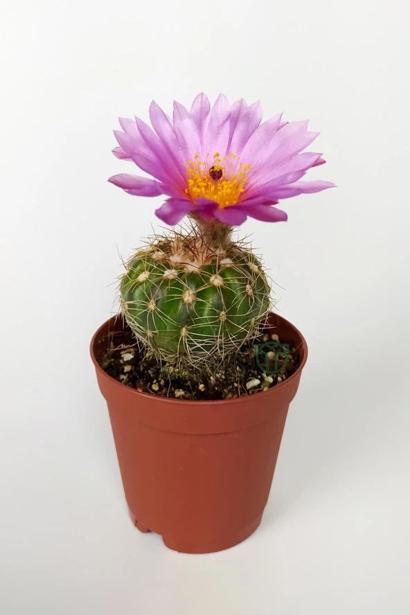 Natocactus Ubelmanianus Pembe Çiçek Açan Kaktüs Özel Tür 5.5 cm Saksıda