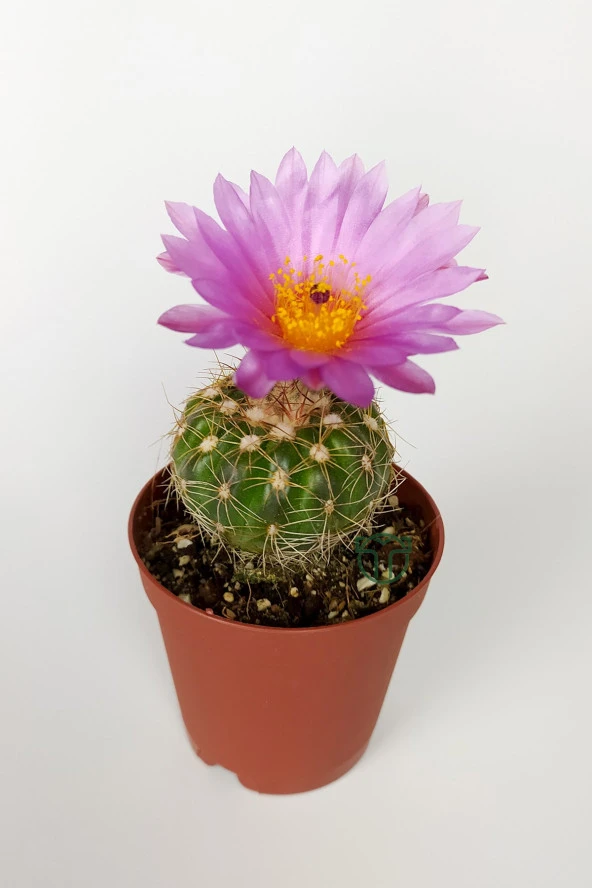 Natocactus Ubelmanianus Pembe Çiçek Açan Kaktüs Özel Tür 5.5 cm Saksıda - 2