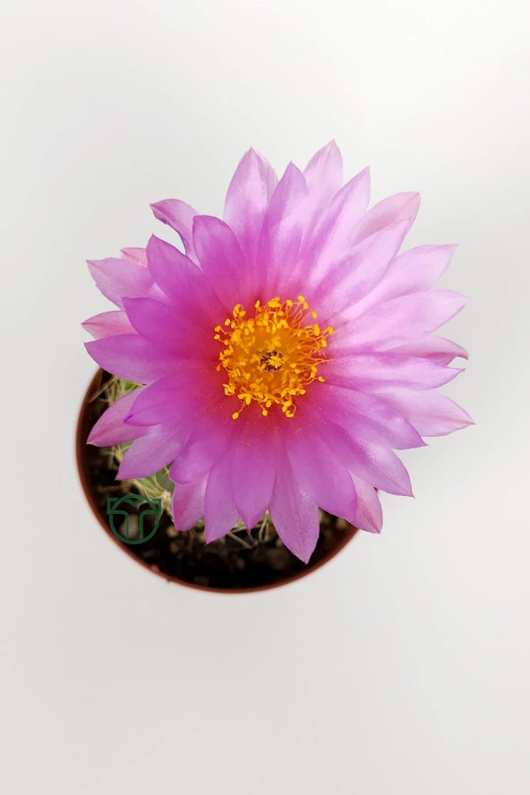 Natocactus Ubelmanianus Pembe Çiçek Açan Kaktüs Özel Tür 5.5 cm Saksıda - 3