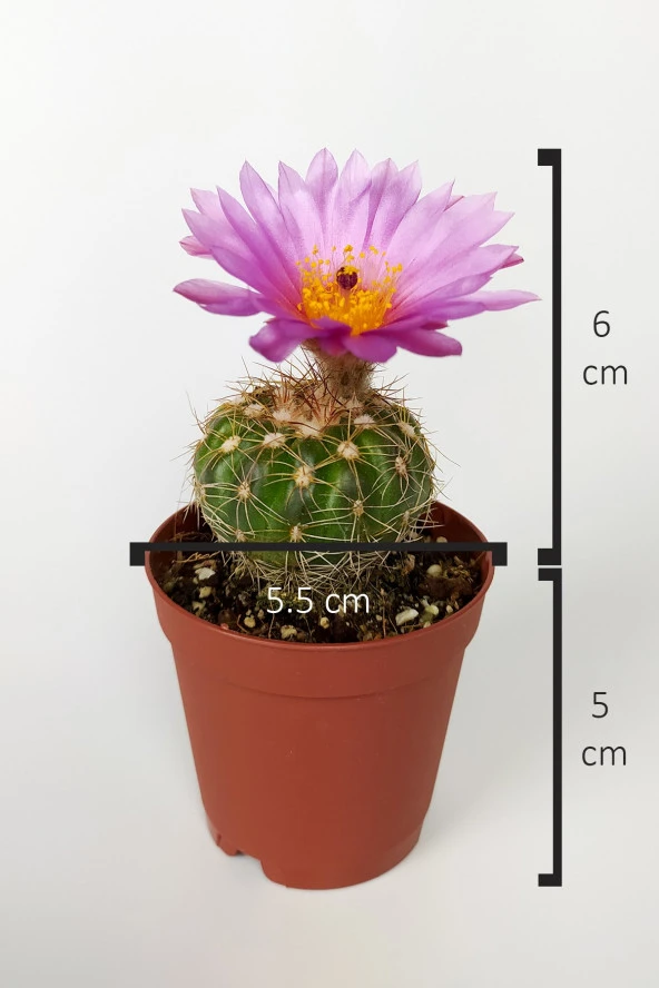 Natocactus Ubelmanianus Pembe Çiçek Açan Kaktüs Özel Tür 5.5 cm Saksıda - 4