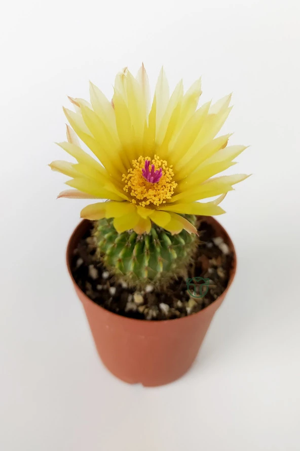 Notocactus (Parodia) Buiningii Sarı Çiçek Açan Kaktüs Nadir Özel Tür 5.5 cm Saksıda - Resim 2