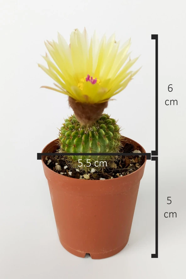 Notocactus (Parodia) Buiningii Sarı Çiçek Açan Kaktüs Nadir Özel Tür 5.5 cm Saksıda - Resim 4