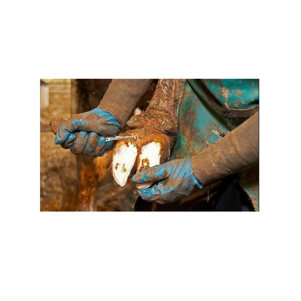 Kruuse Renet. Standart. Geniş Ağızlı. Çift Yönlü - Resim 2