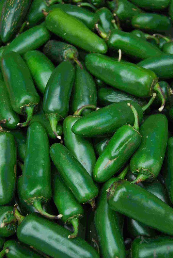 DOĞAL MEKSİKA BİBERİ JALAPENO ACI BİBER 100 ADET TOHUM - 2