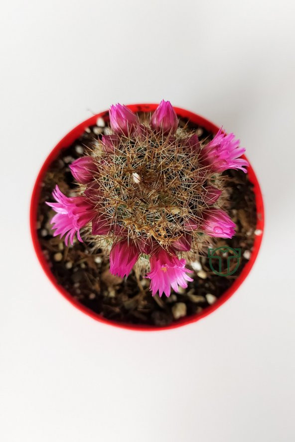 Mammillaria Spinosissima Lila Çiçekli Kaktüs Özel Tür 8.5 Saksıda - 3