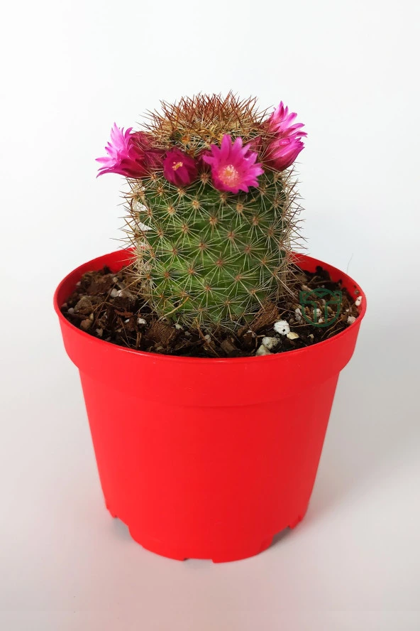 Mammillaria Spinosissima Lila Çiçekli Kaktüs Özel Tür 8.5 Saksıda