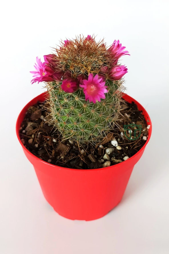 Mammillaria Spinosissima Lila Çiçekli Kaktüs Özel Tür 8.5 Saksıda - 2