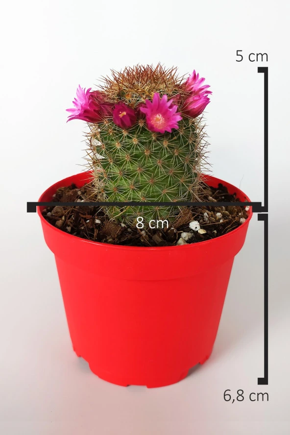 Mammillaria Spinosissima Lila Çiçekli Kaktüs Özel Tür 8.5 Saksıda - 4