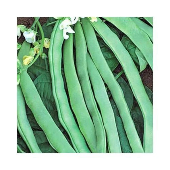 YERLİ ALMAN AYŞE SIRIK FASULYE TOHUMU 500 GR - Resim 2