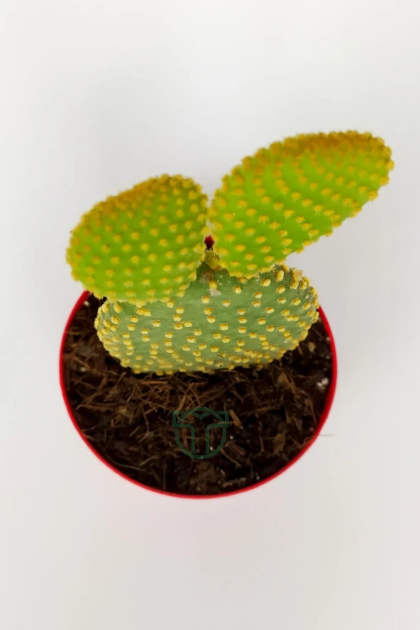 Tavsan Kulağı Yesil Opuntia 8.5 cm Kırmızı Saksıda - 3